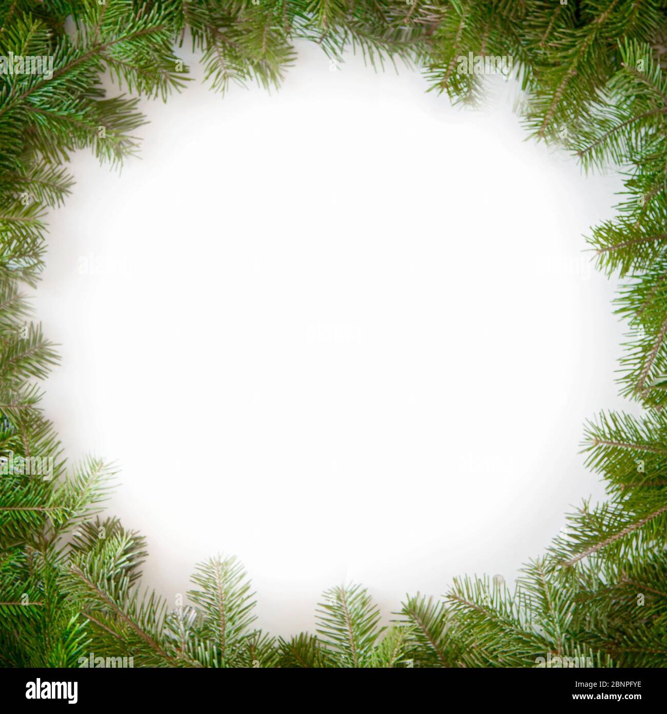 Christmas frame of the branches of pine, isolated on white background ...