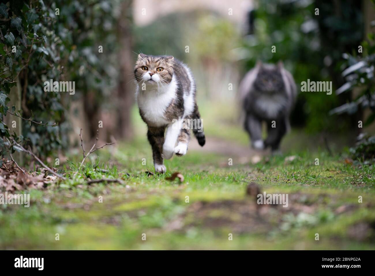 two playful cats running in the back yard chasing each other Stock Photo