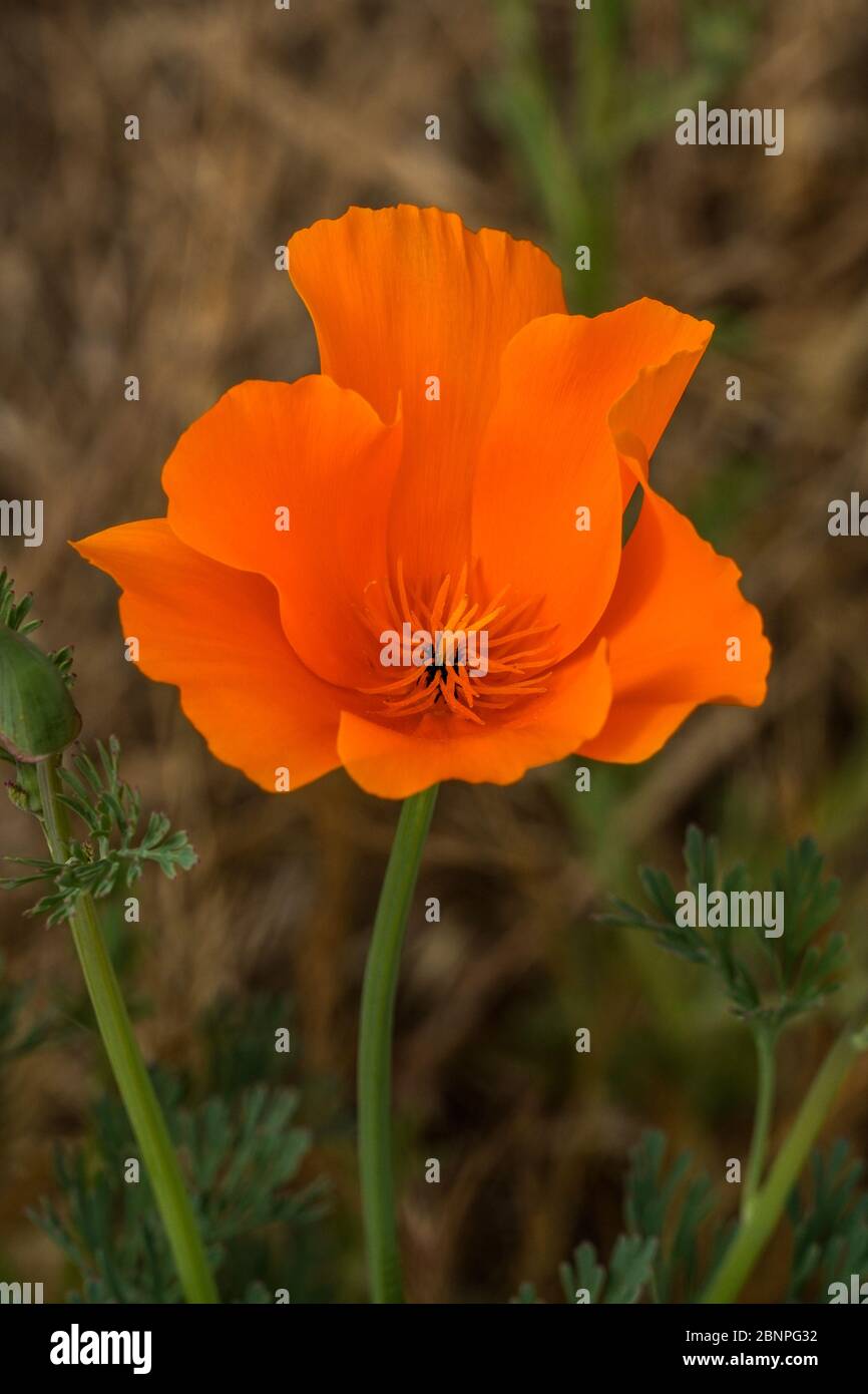 Close up of a single bright orange California poppy, with blue-green stem and finely divided leaves, central stamens. Vertical color photo. Delicate. Stock Photo
