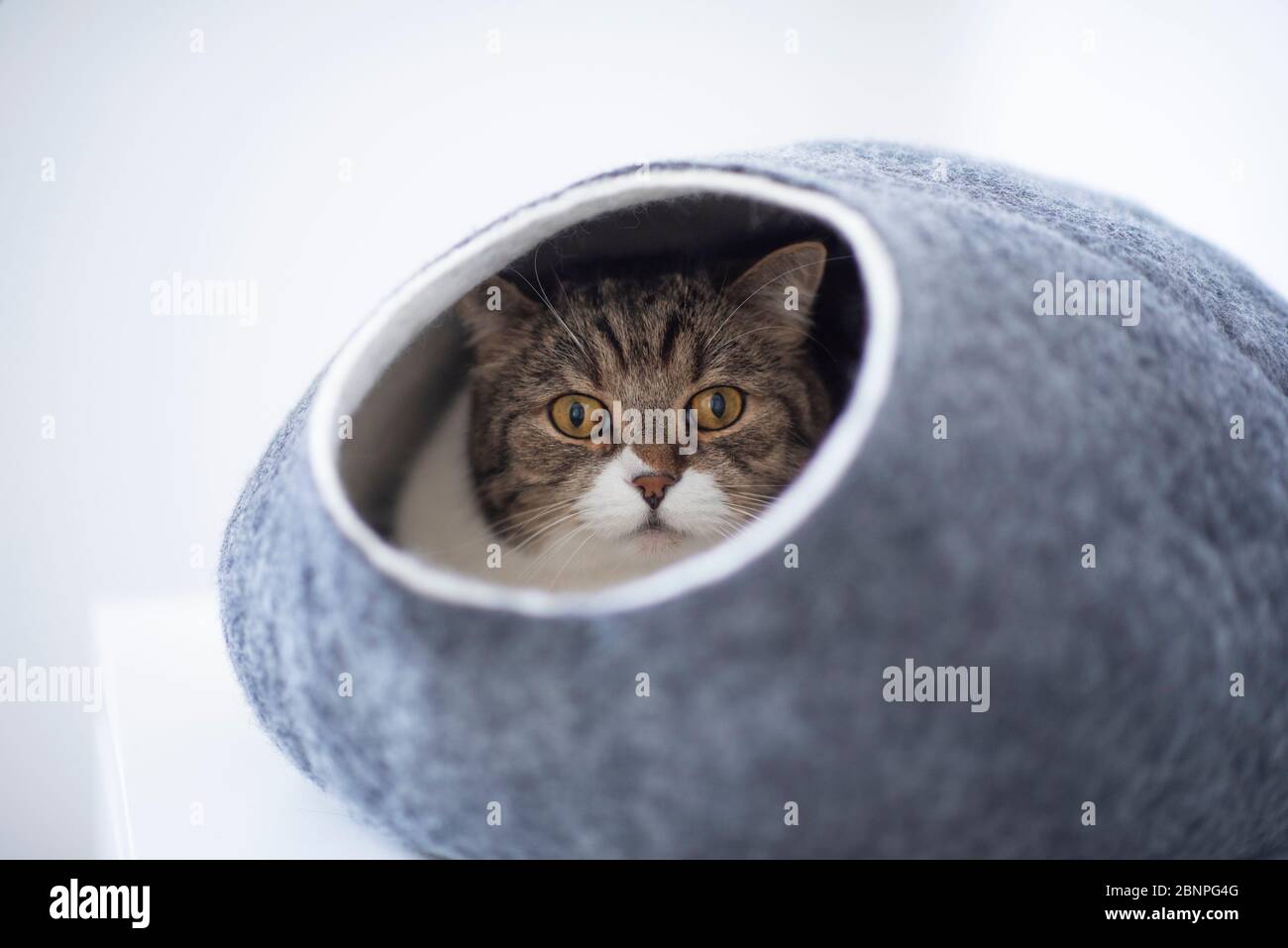 tabby white british shorthair cat resting inside small comfortable felt pet cave looking out at camera Stock Photo