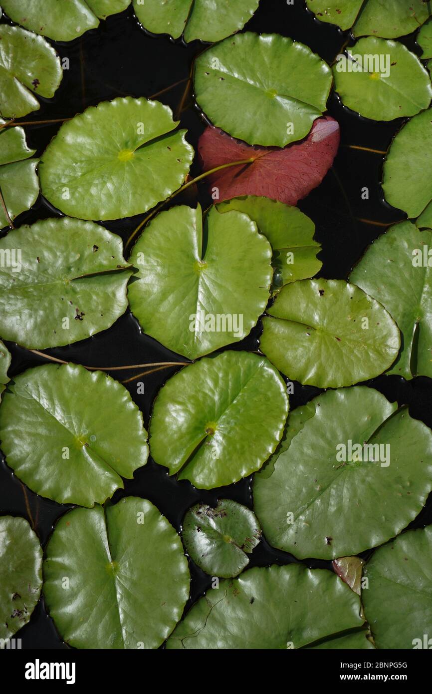 Looking down on shiny green lily pads floating on dark water,one pad has been overturned and is pink,adding visual interest, variety. Background shot? Stock Photo