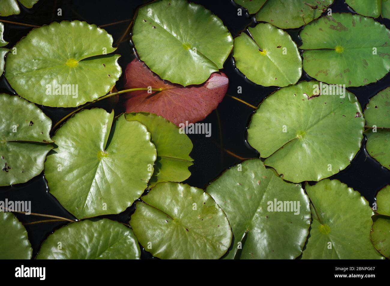 Looking down on shiny green lily pads floating on dark water,one pad has been overturned and is pink,adding visual interest, variety. Background shot? Stock Photo