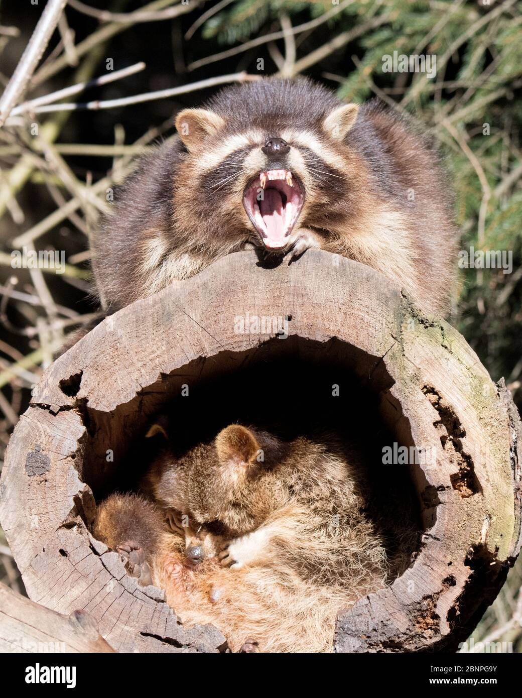 Raccoons on and in a hollowed out tree trunk Stock Photo