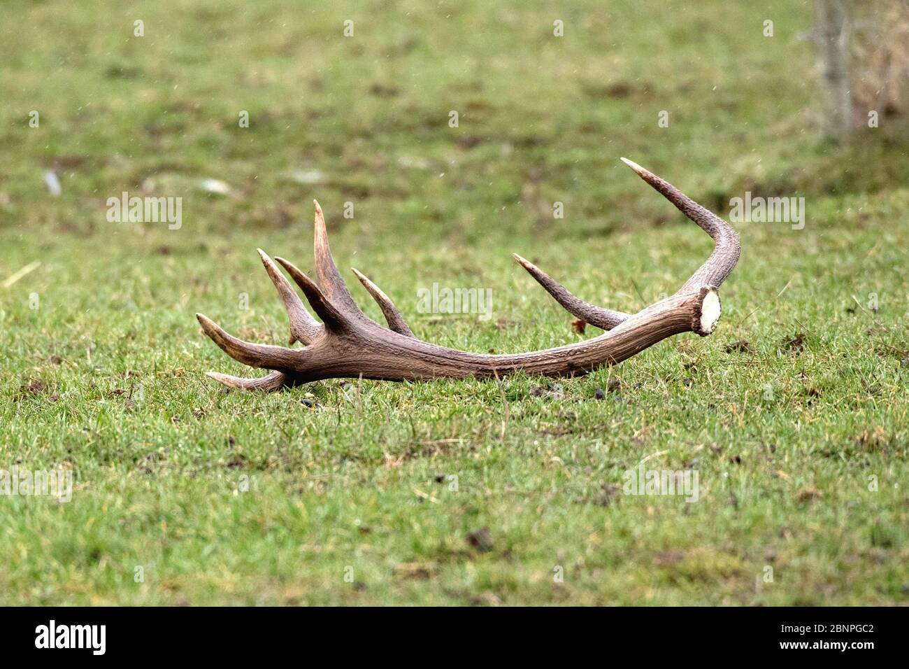 thrown antler stick of a red deer Stock Photo