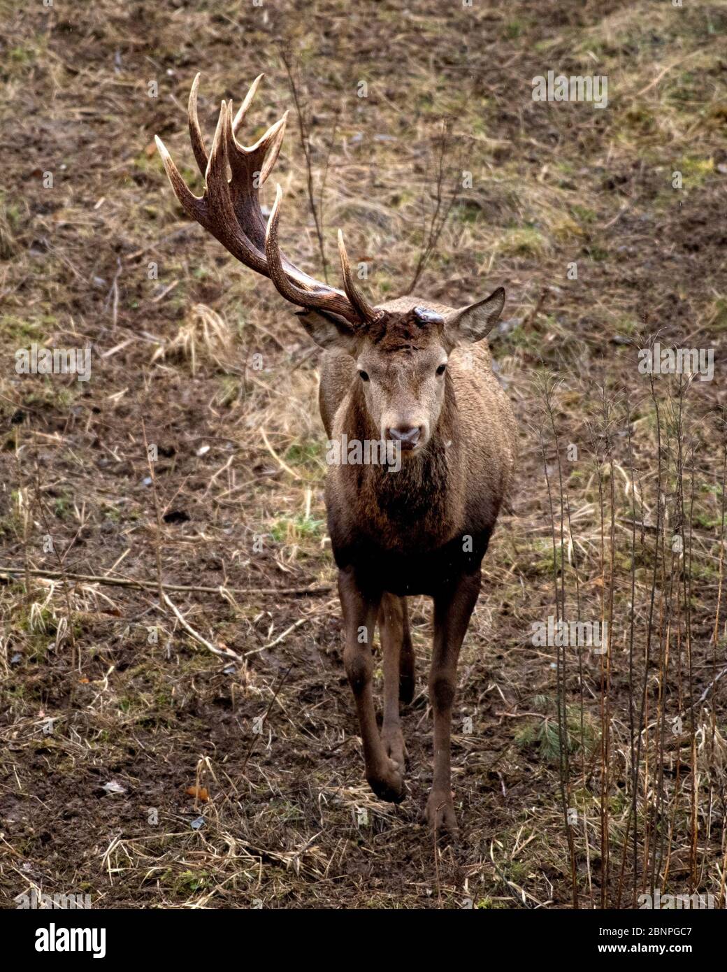 Red deer with only one antler rod towards the end of winter Stock Photo