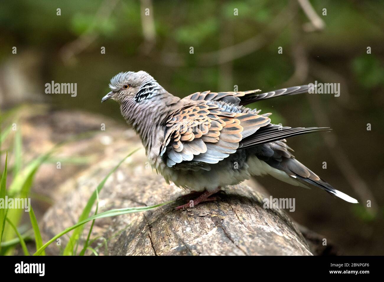 Dori Top, Turtledove