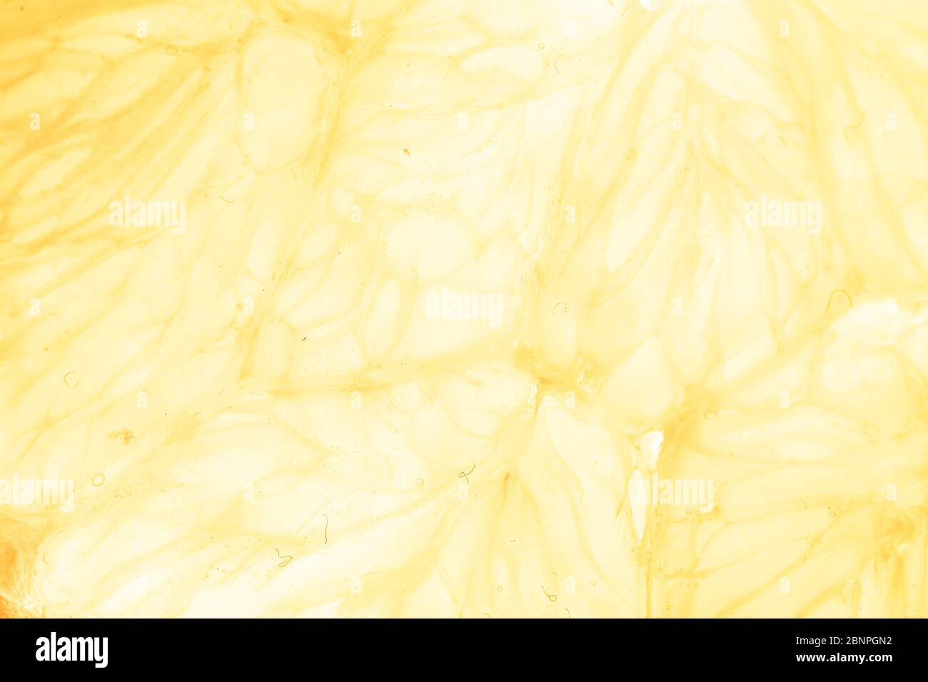 Orange and lemon slice isolated on background. Stock Photo