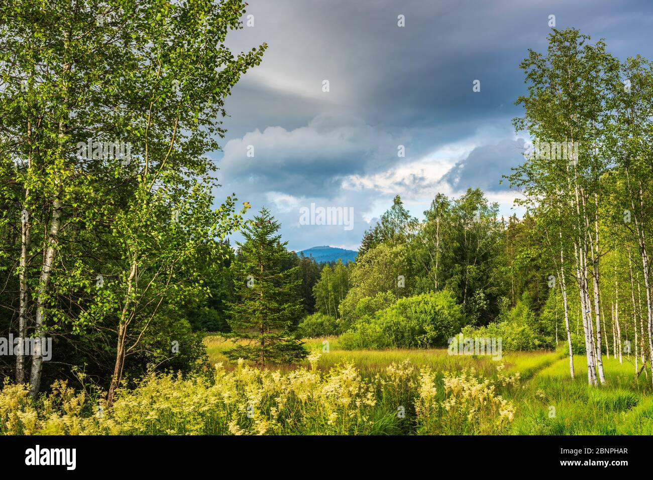 Germany, Bavaria, Bavarian Forest National Park, bog in the core zone, evening light and dramatic clouds, behind the Lusen Stock Photo