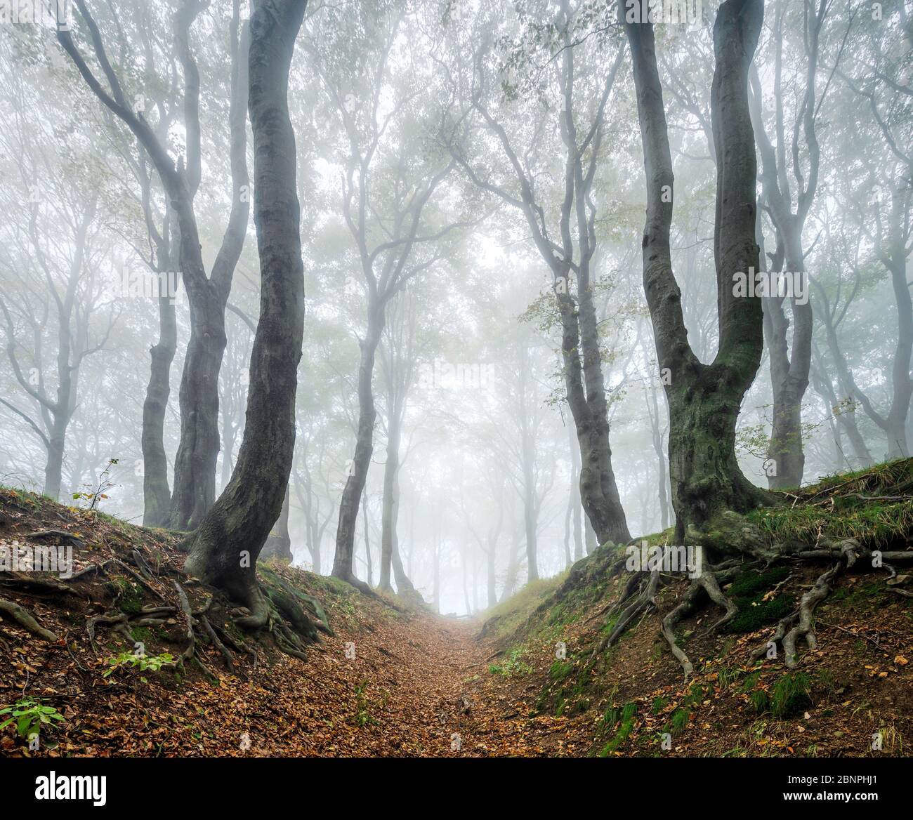 Hollow Path Through Mysterious Forest In The Fog Bizarre Overgrown Beech Trees Autumn Ore Mountains Czech Republic Stock Photo Alamy