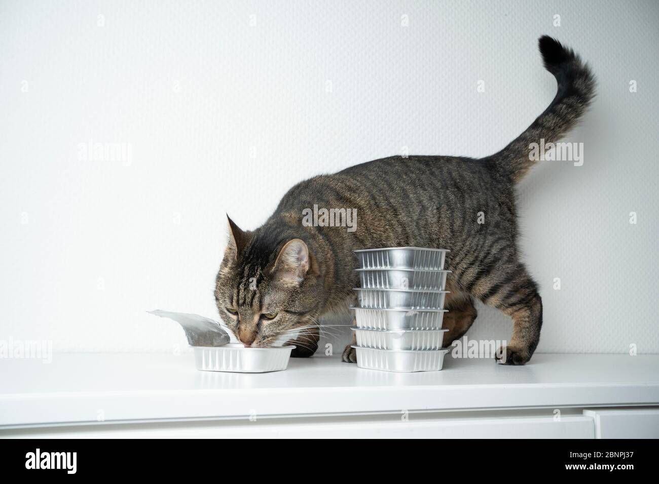 purina one cat food asda