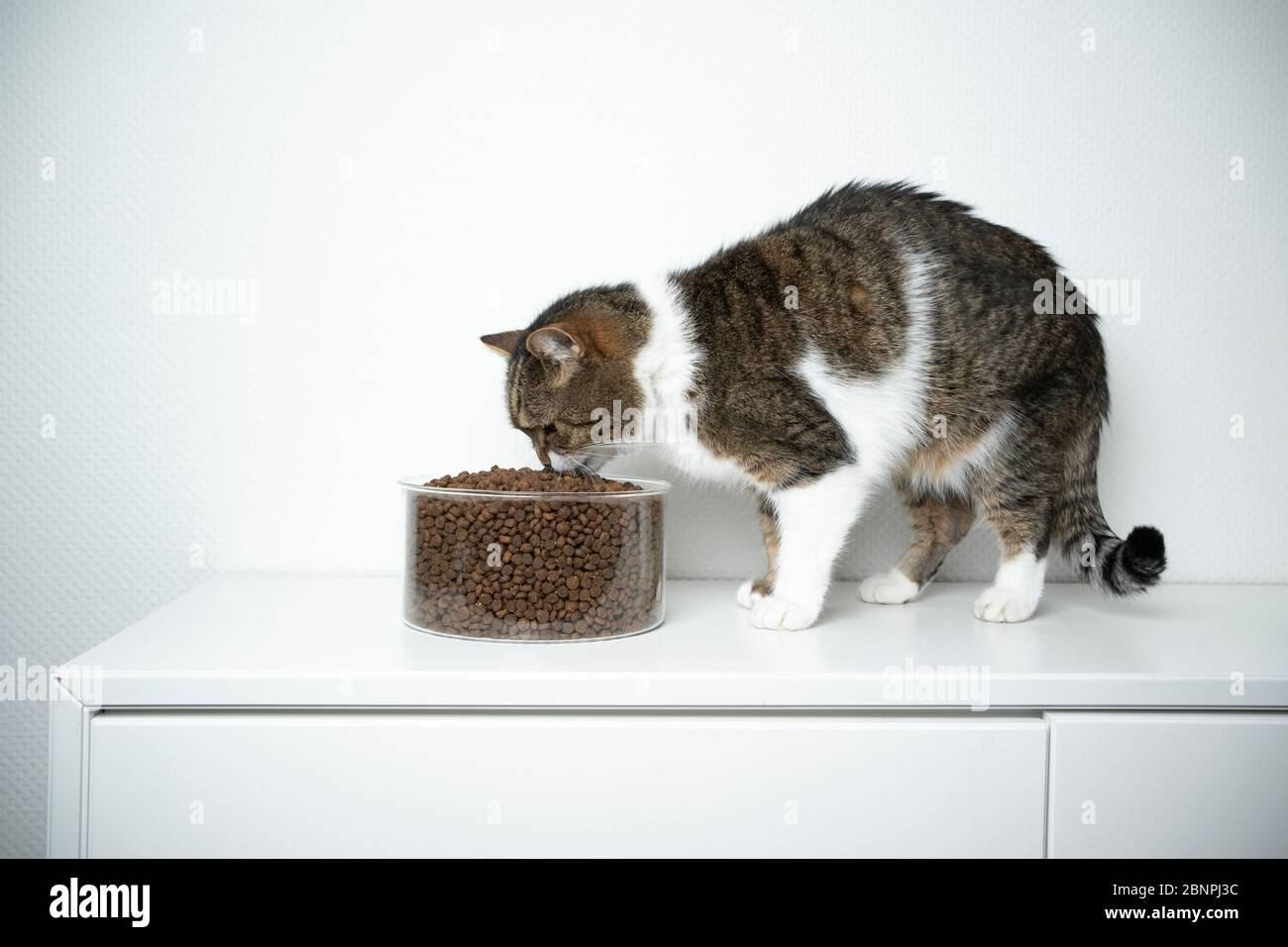 side view of a tabby white british shorthair cat eating dry pet food in front of white background with copy space Stock Photo