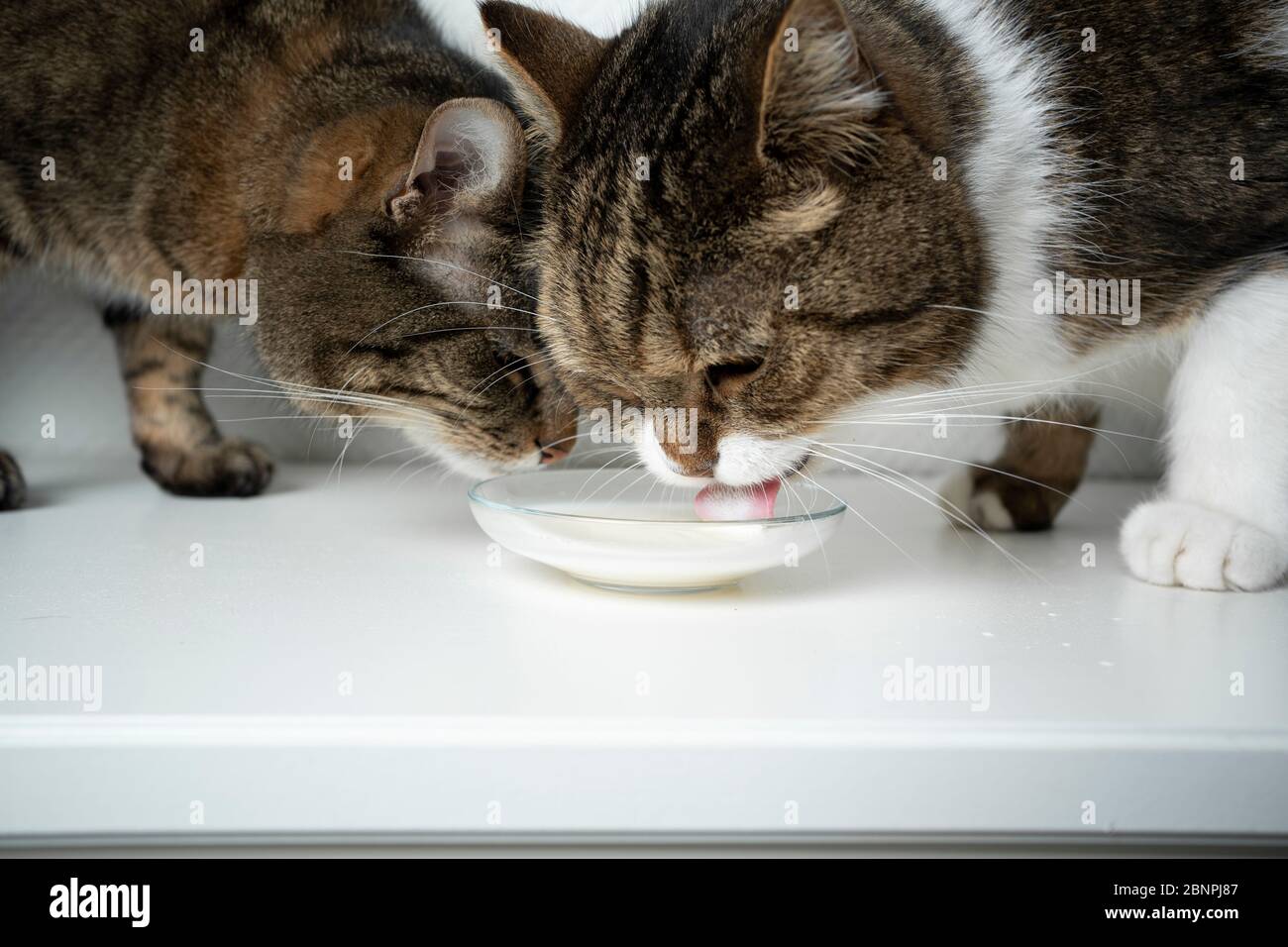 two tabby cats drinking milk Stock Photo