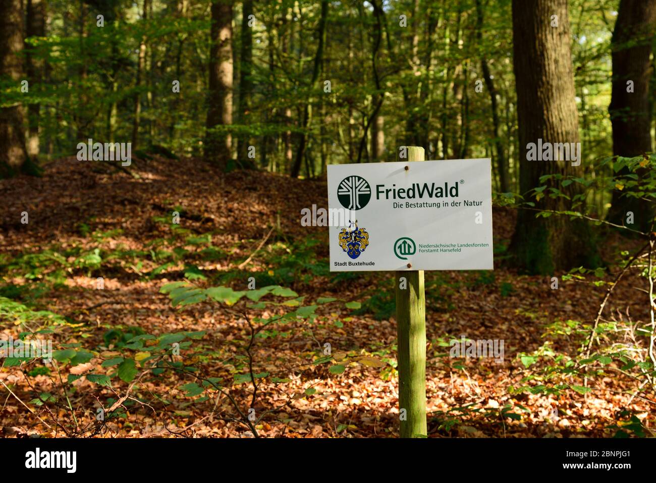 Europe, Germany, Lower Saxony, Stade district, Friedwald im Neukloster Forst, funeral in nature, Stock Photo