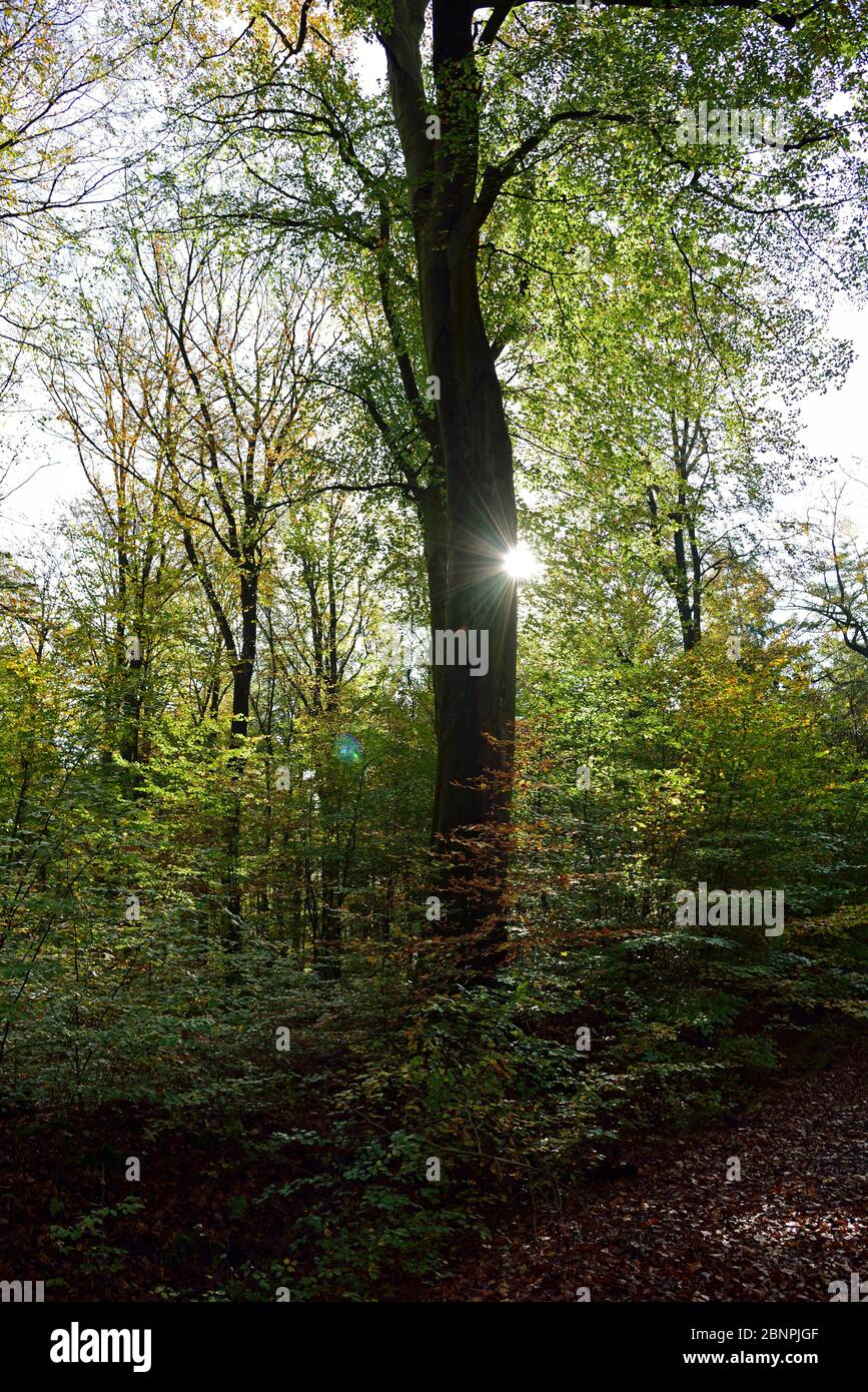 Europe, Germany, Lower Saxony, forest, autumn, deciduous tree, back light, Stock Photo