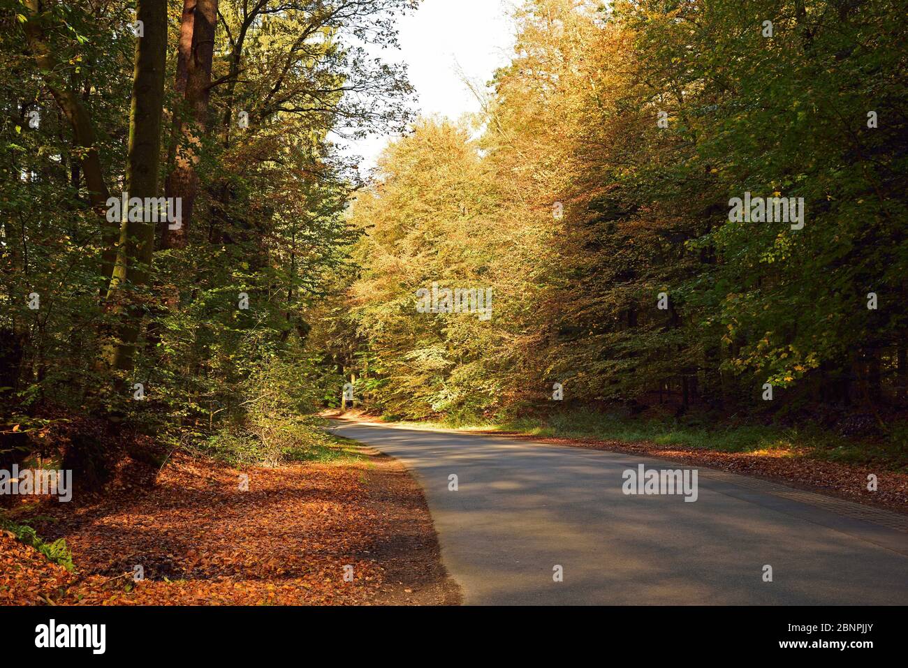 Europe, Germany, Lower Saxony, forest, autumn, deciduous tree, back light, forest path, Stock Photo