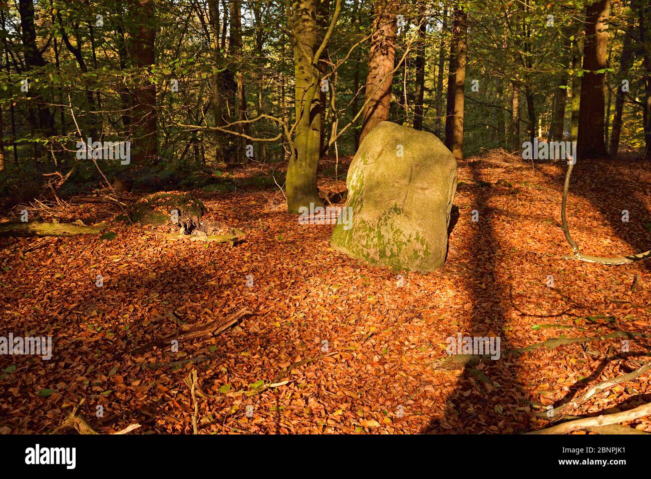 Europe, Germany, Lower Saxony, forest, autumn, deciduous tree, undergrowth, dead wood, natural management, Stock Photo