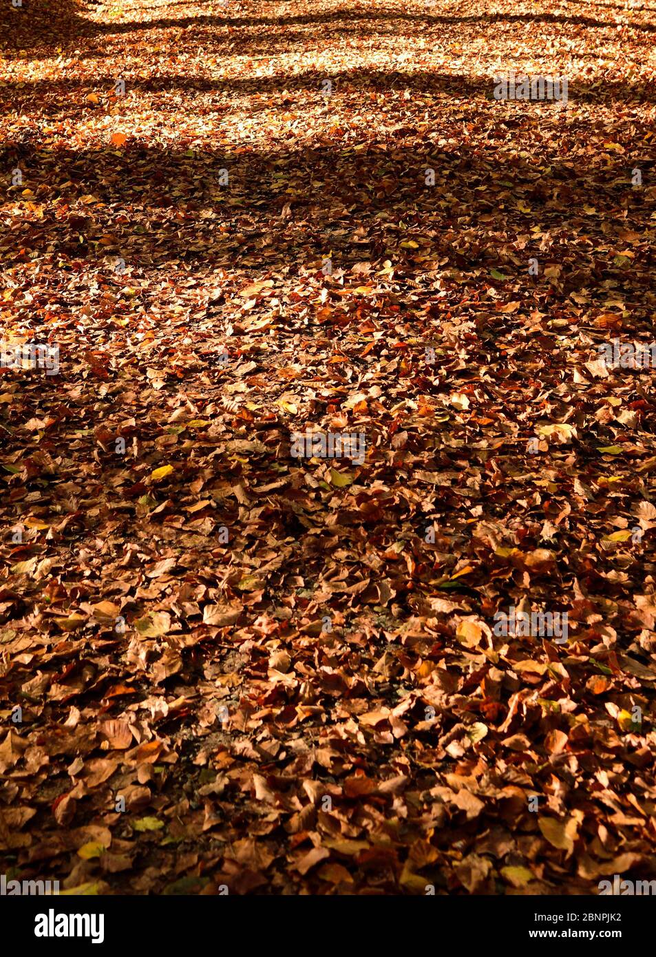 Forest, autumn, foliage Stock Photo