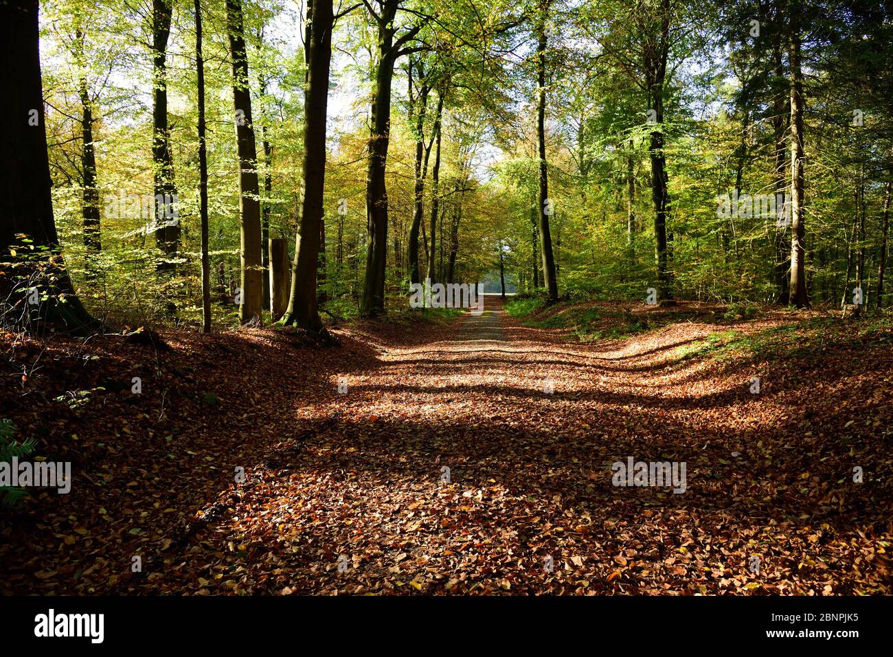 Europe, Germany, Lower Saxony, forest, autumn, deciduous tree, back light, forest path, Stock Photo