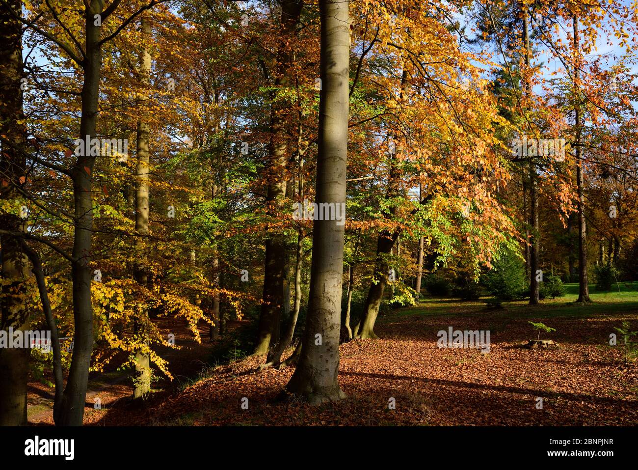 Europe, Germany, Lower Saxony, forest, autumn, deciduous tree, beech Stock Photo