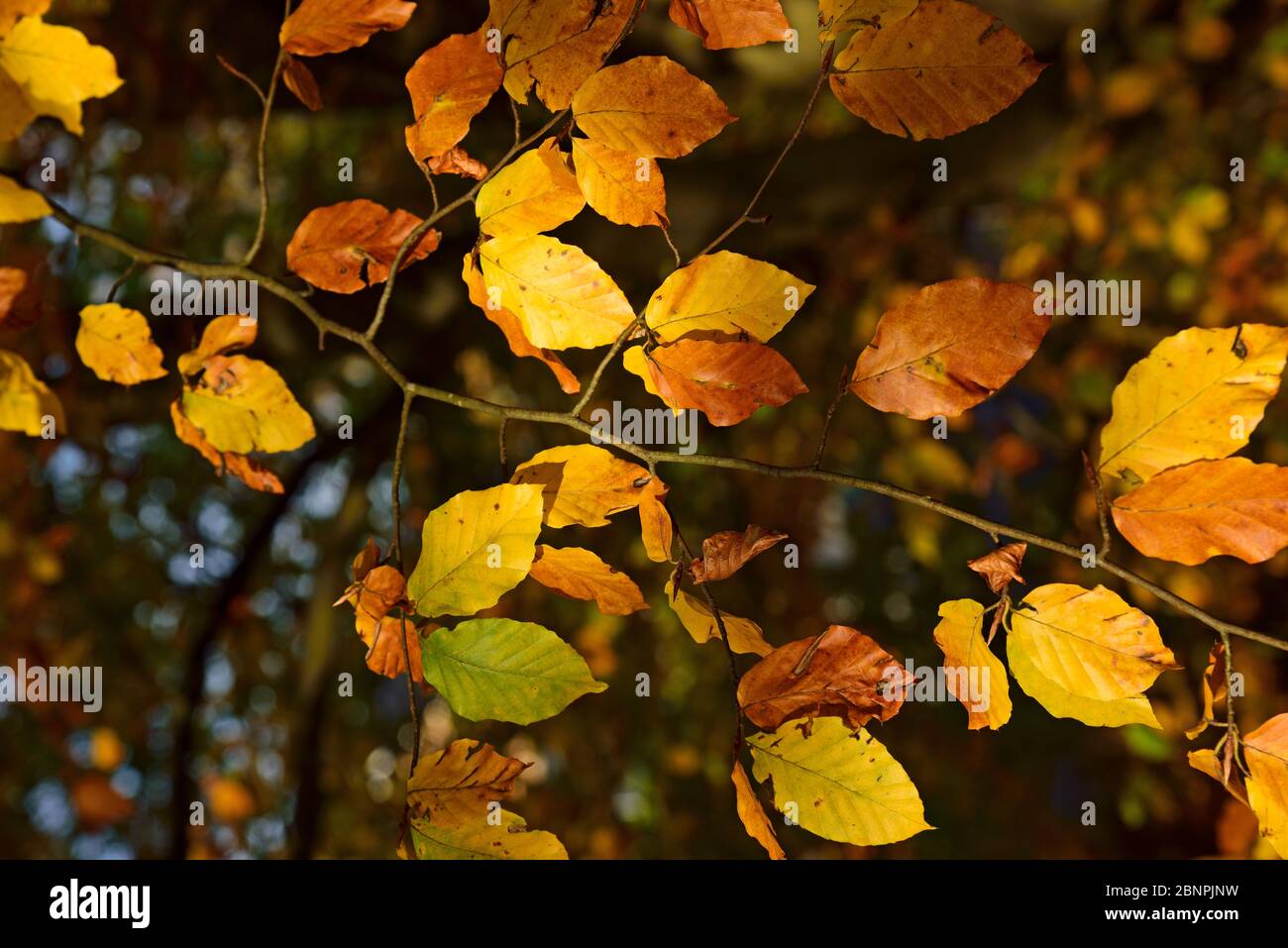 Europe, Germany, Lower Saxony, forest, autumn, deciduous tree, branch, leaves Stock Photo
