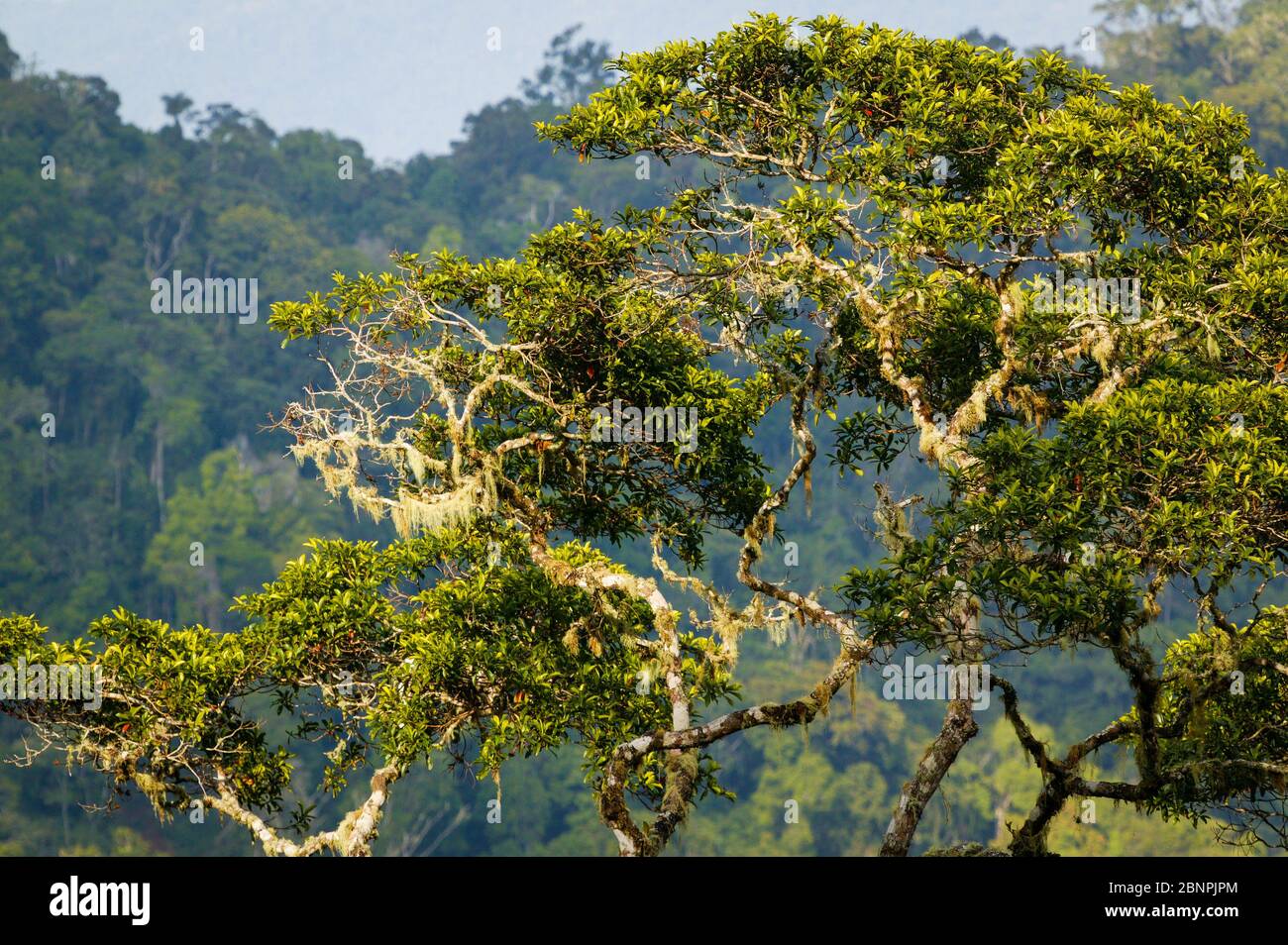 Beautiful rainforest trees at Cerro Pirre, Darien national park, Darien province, Republic of Panama. Stock Photo