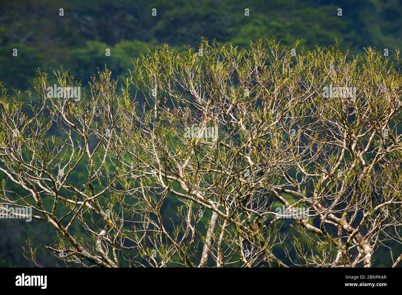 Beautful tree canopy in the rainforest at Cana field station, Darien national park, Darien province, Republic of Panama Stock Photo