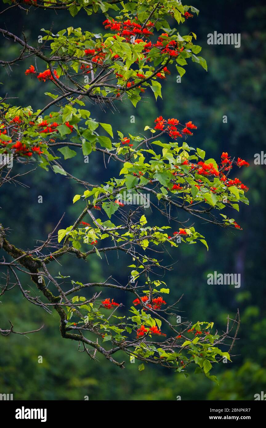Beautiful flowers on a tree in the rainforest at Cana field station, Darien national park, Darien province, Republic of Panama. Stock Photo