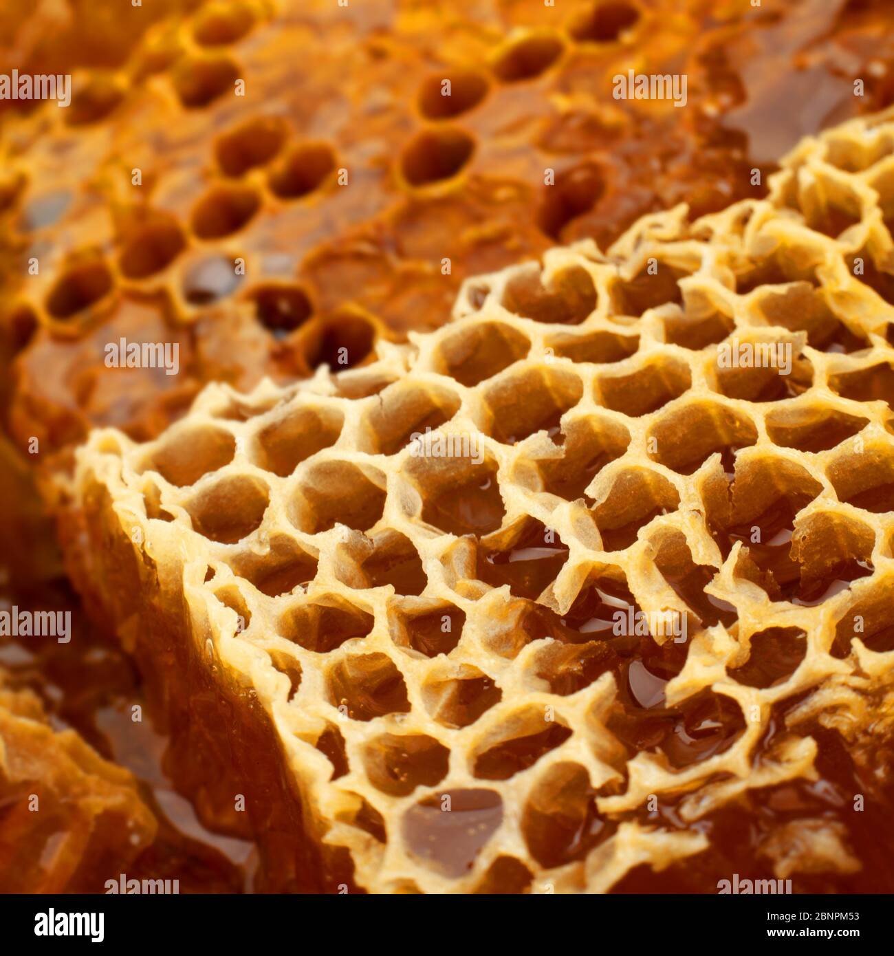 Honeycomb slice closeup texture detail horizontal background Stock Photo