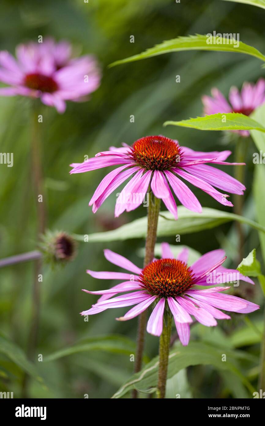Purple sun hat, close-up Stock Photo