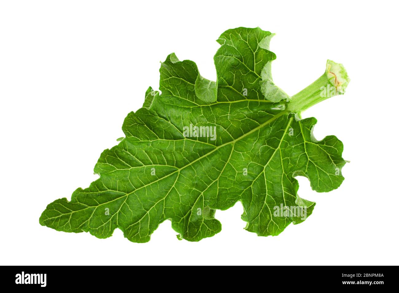 Rhubarb leaf closeup isolated on white background Stock Photo