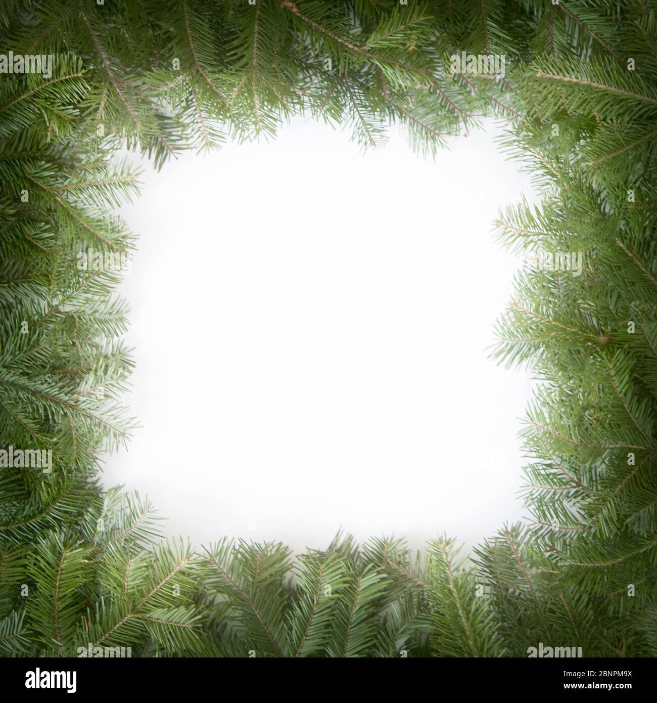 Christmas frame of the branches of pine, isolated on white background ...