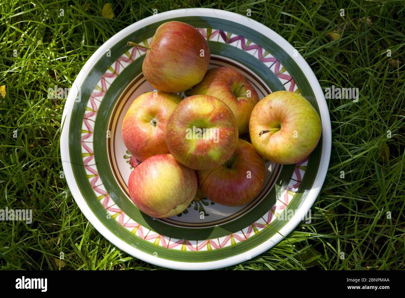 Apples on plate in the grass Stock Photo