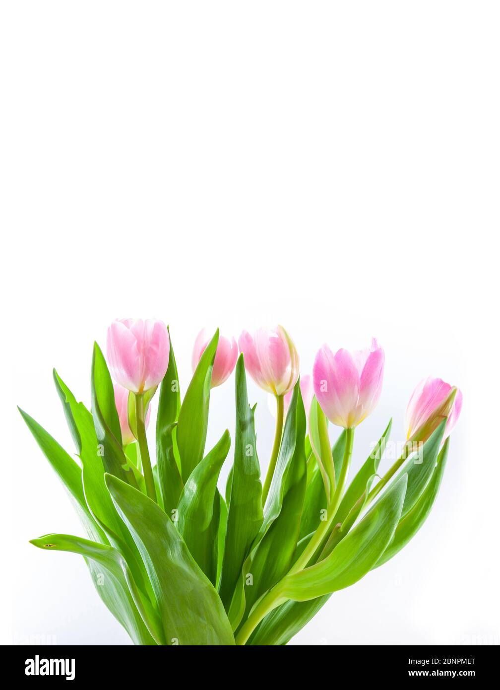 Pink tulips in spring isolated on white background Stock Photo - Alamy