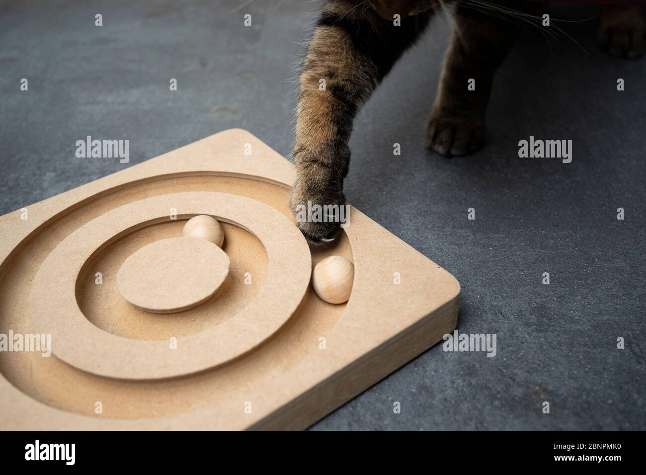 Tabby cat paw playing with wooden cats toy with balls hires stock