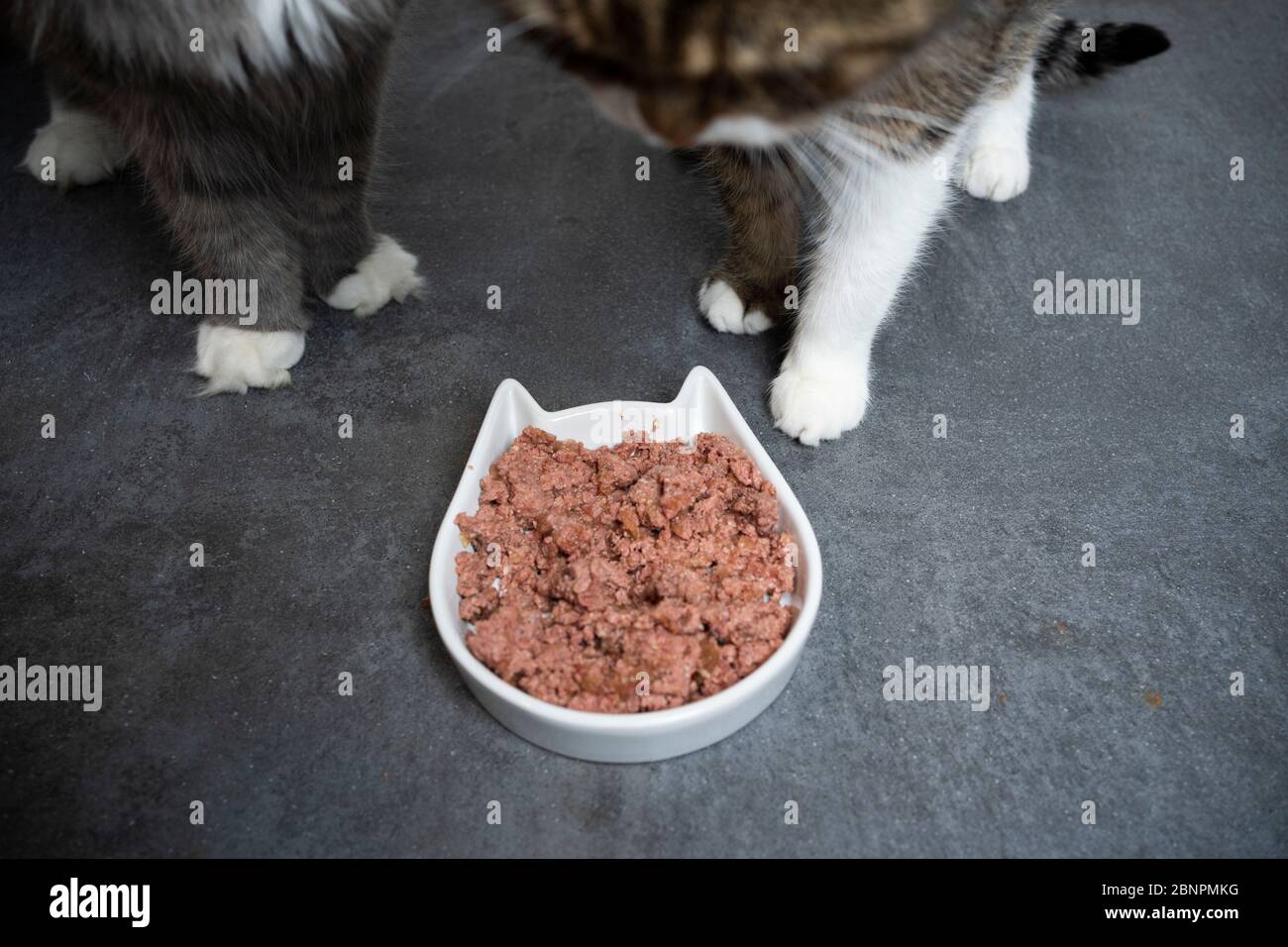 paws of two cats standing next to feeding dish with wet pet food Stock
