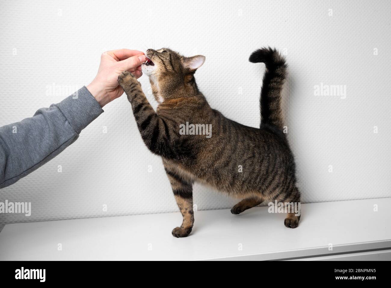 human hand of pet owner feeding greedy cat with raw meat in front of white background with copy space Stock Photo