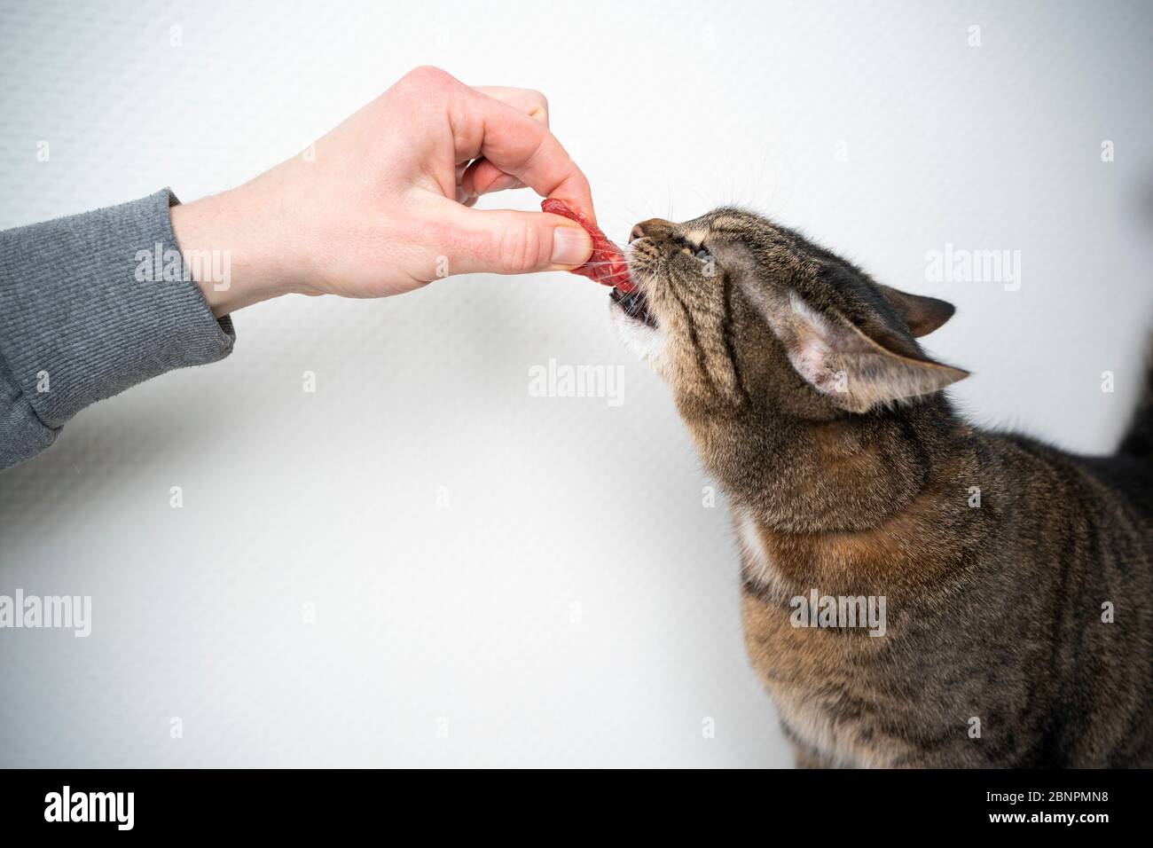 side view of human hand feeding cat with raw meat beef in front of white background with copy space Stock Photo