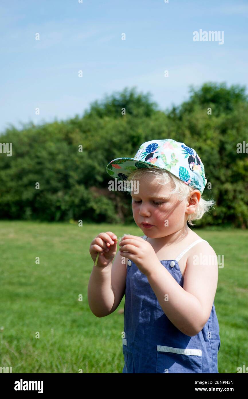 Dänemark, Aarhus, child with dandelion (blowball) Stock Photo