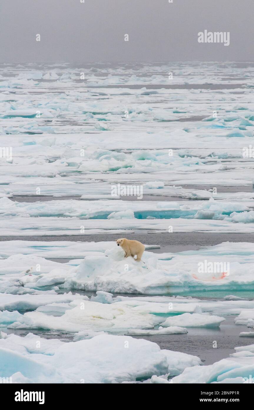 Polar bear (ursus maritimus) with fresh prey stands on an ice floe, Baffin Island, Nunavut, Arctic, Canada Stock Photo