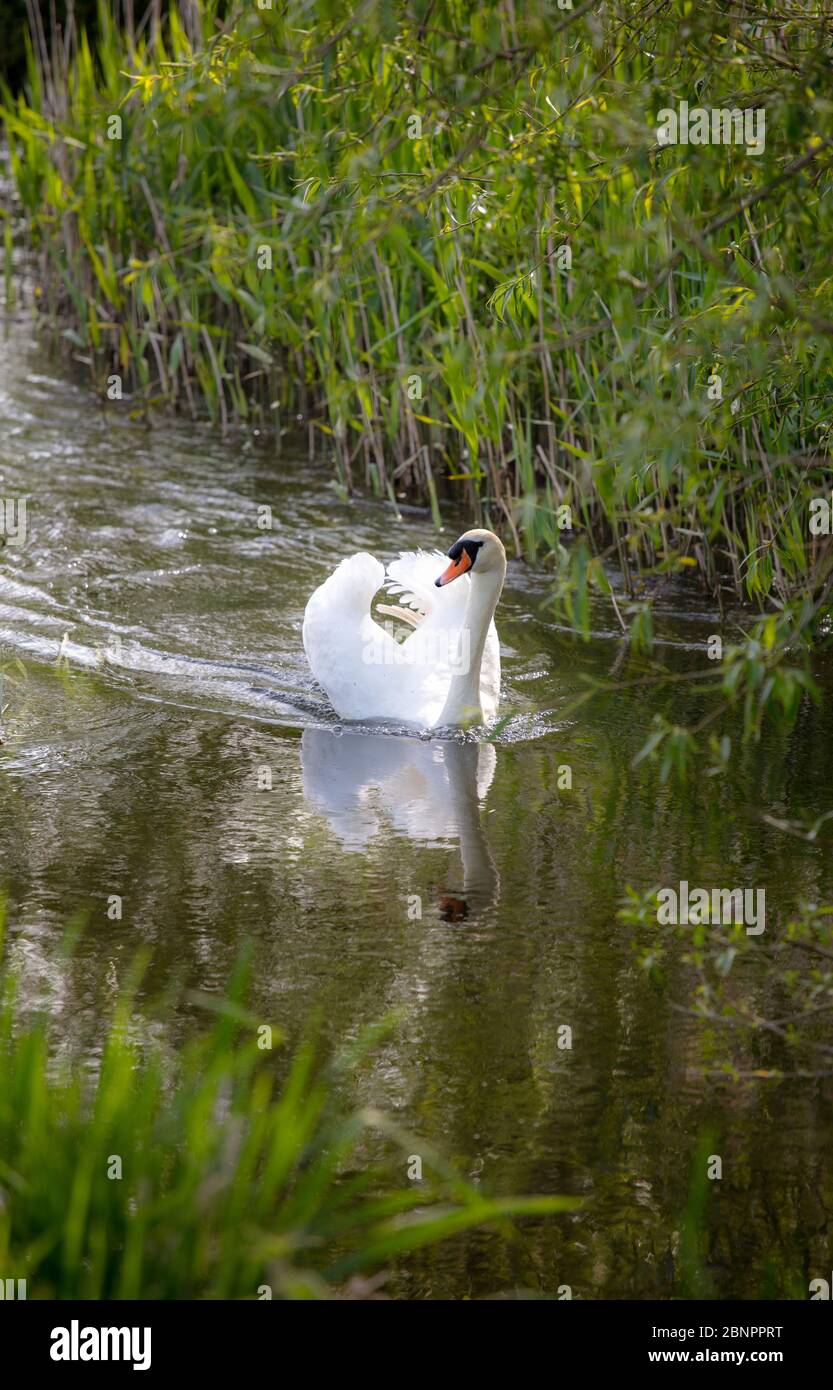 A Beautiful White Swan Swimming in the river Stock Photo