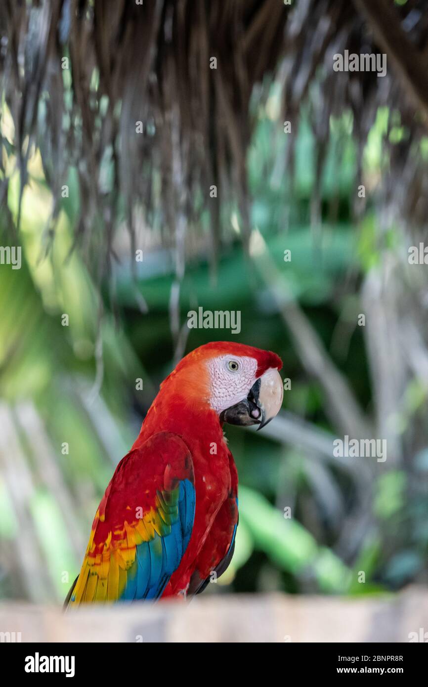 Scarlet Macaw Ara Macao In The Peruvian Amazon Stock Photo Alamy