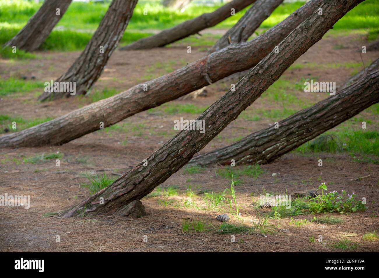 Various tree trunks hi-res stock photography and images - Alamy