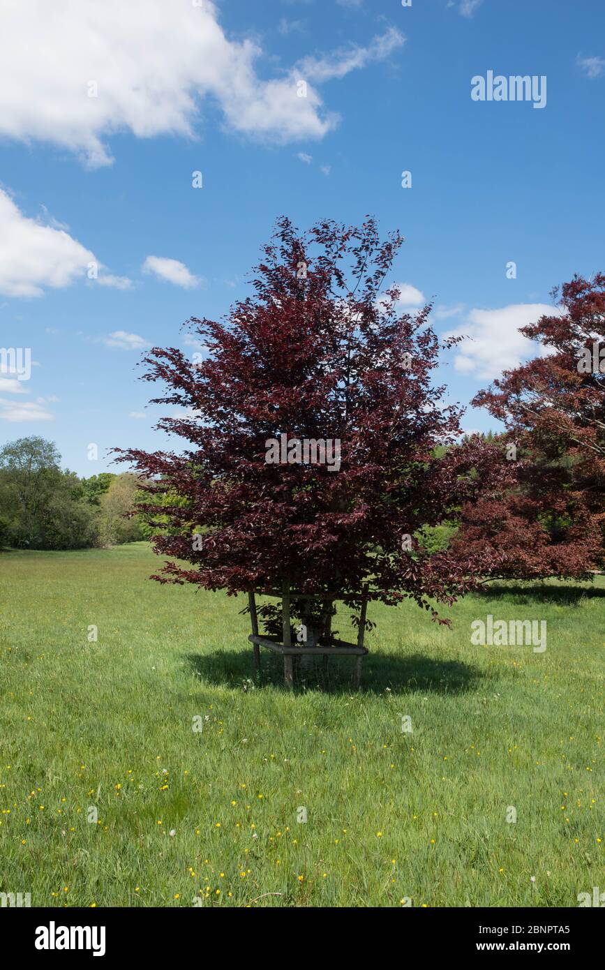 Purple Spring Leaves of a Beech Tree (Fagus sylvatica purpurea) Growing in a Field in a Countryside Landscape and a Bright Blue Sky Background Stock Photo