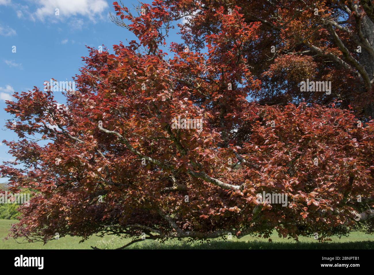 Spring Leaves of an Ancient Copper Beech Tree (Fagus sylvatica purpurea) Growing in a Field in a Countryside Landscape in Rural Devon, England, UK Stock Photo
