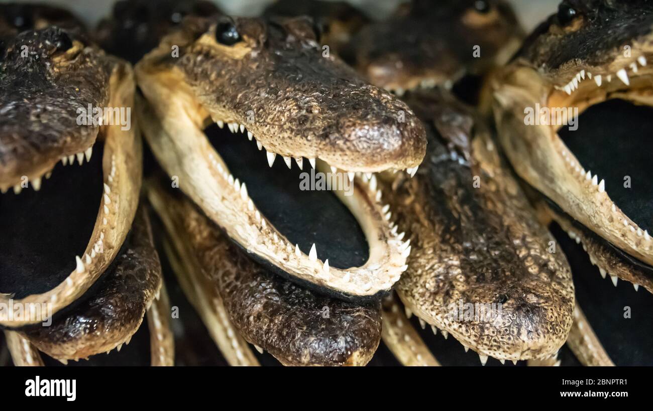 Souvenir alligator heads at Gator Bob's Trading Post in St. Augustine, Florida. (USA) Stock Photo