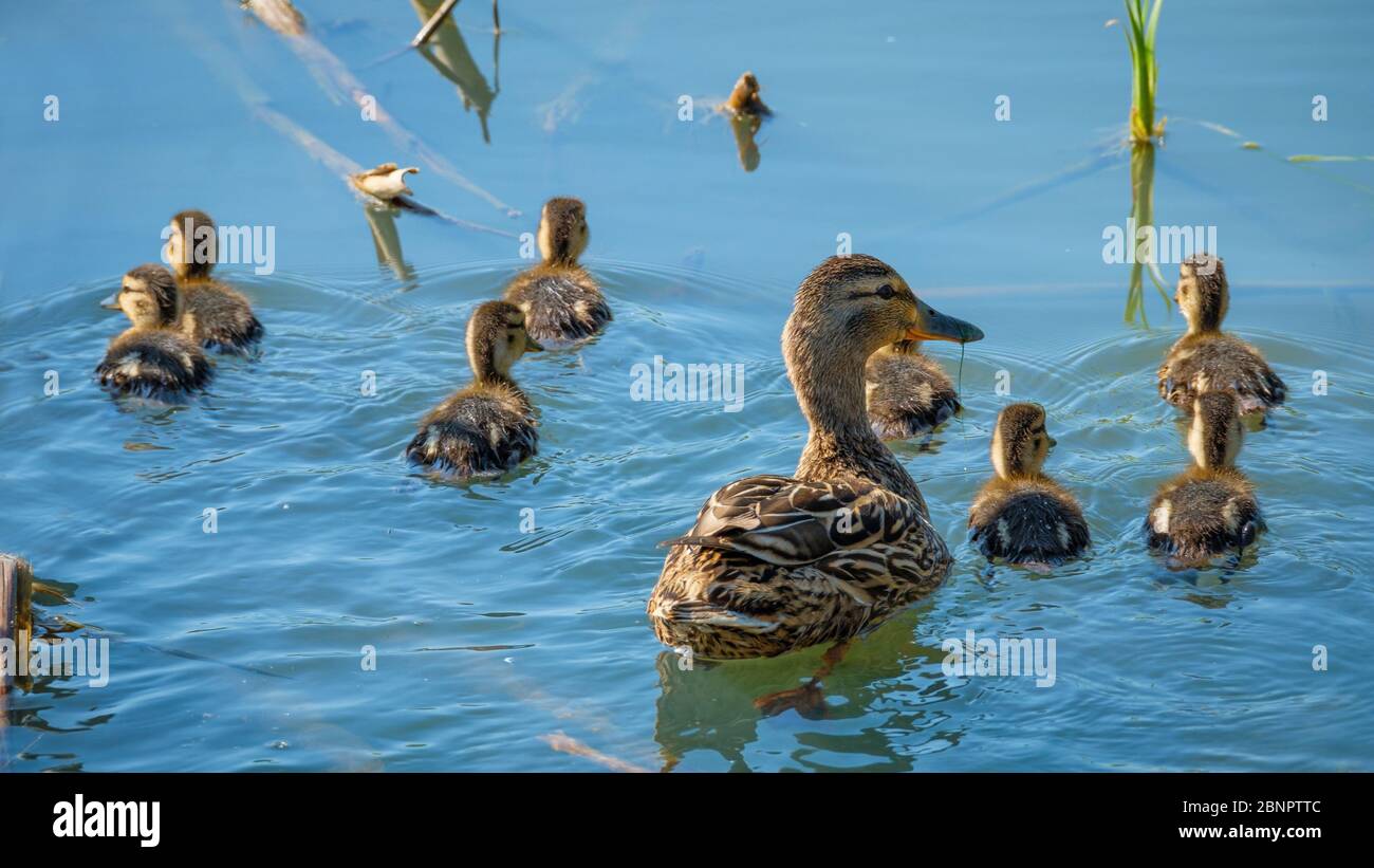 Female Mallard with ducklings. Stock Photo