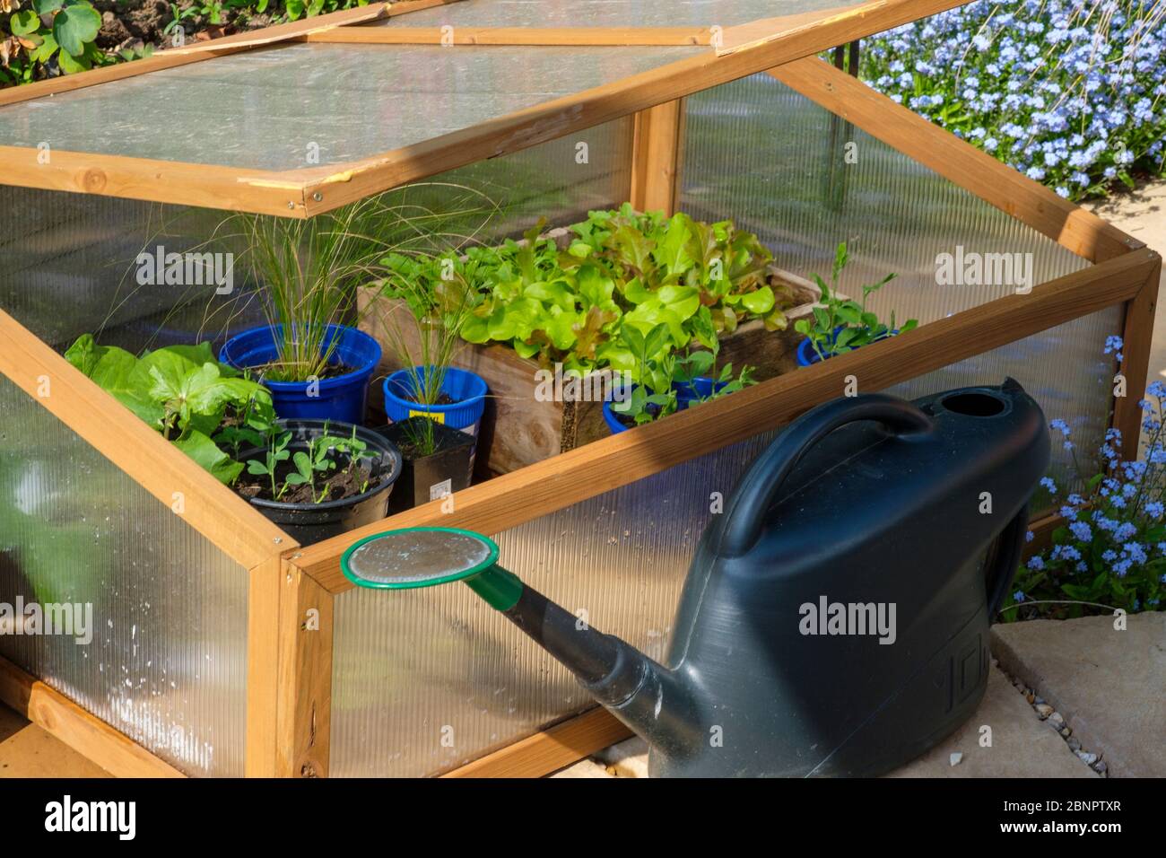Plants growing in a cold frame. Stock Photo