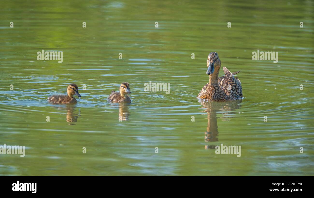 A female mallard with two of her ducklings. Stock Photo