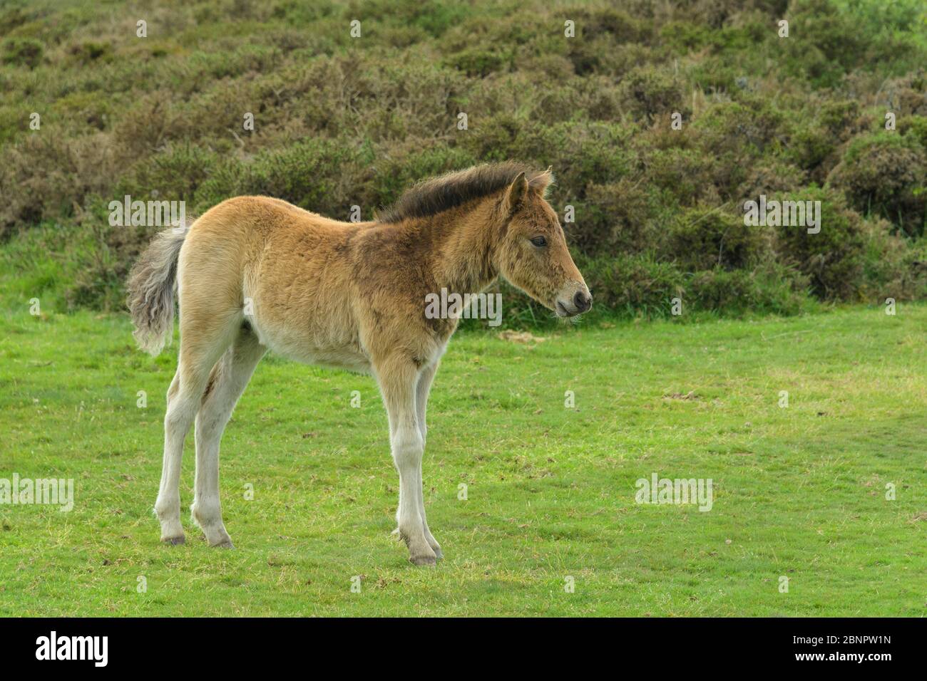Dartmoor pony wild horses foal on meadow hires stock photography and