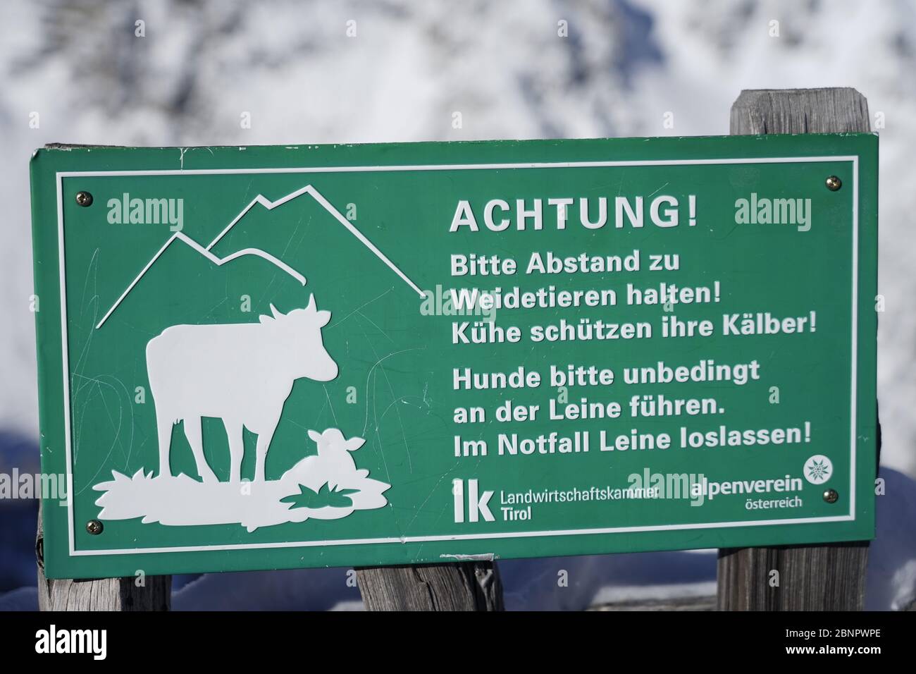 Austria, Tyrol, Stubaital, Fulpmes, warning sign for hikers, caution, keep distance from grazing animals, cows protect their calves Stock Photo
